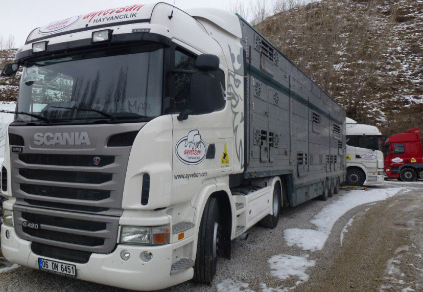 Livestock Transportation with Ayvetsan's New Trucks | Safe & Reliable